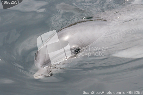 Image of Dolphin    (Delphinidae) 