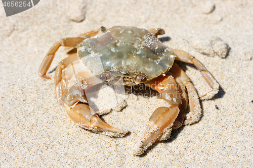 Image of Beach crab   (Carcinus maenas) 