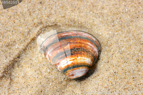 Image of Seashell 