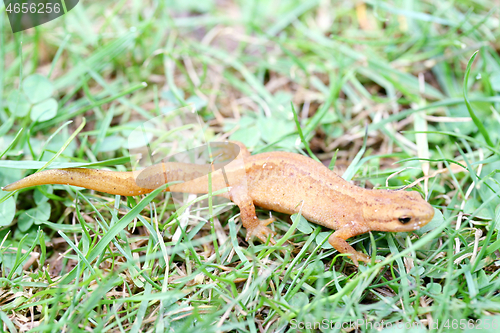 Image of newt  (Triturus) 