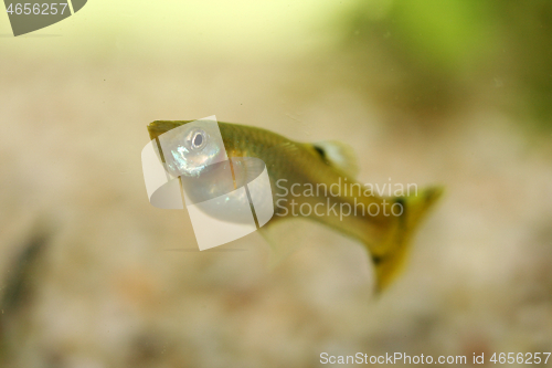 Image of Guppy   (Poecilia reticulata) 