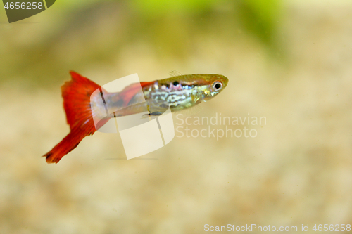Image of Guppy   (Poecilia reticulata)