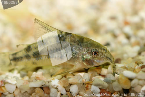 Image of Marmorierter Panzerwels  Marbled catfish  (Corydoras paleatus) 