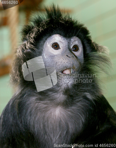 Image of Haubenlanguren Lutung  (Trachypithecus) 