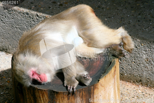 Image of Pavian  Baboons  (Papio) 