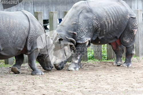 Image of Breitmaulnashorn   White Rhino  (Ceratotherium simum)  