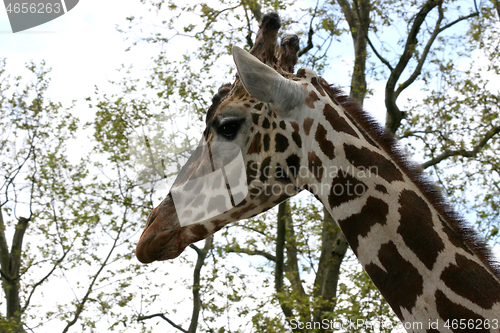 Image of Giraffe (Giraffa camelopardalis)  