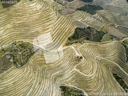 Image of Top view on terraced vineyards Douro