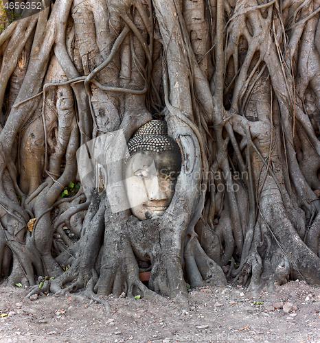 Image of Buddha head in banyan tree, Thailand