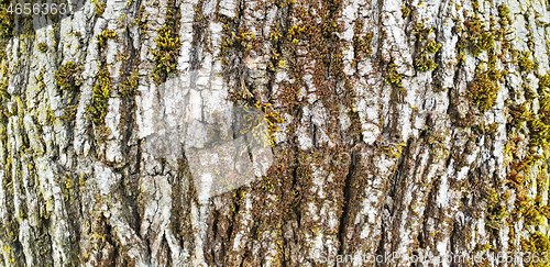 Image of Texture of the white bark of a tree with green moss and lichen, 