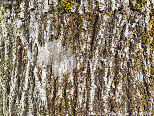 Image of Texture of the white bark of a tree with green moss and lichen, 