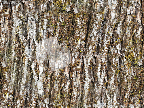 Image of Texture of the white bark of a tree with green moss and lichen, 