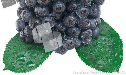 Image of Aronia Fruit Cutout