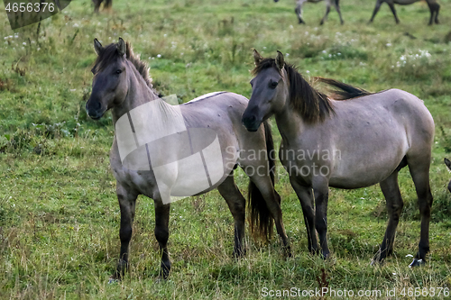 Image of Wild horses grazing in the meadow on foggy summer morning.