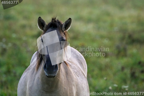 Image of Portrait of horse grazing in the meadow on foggy summer morning.