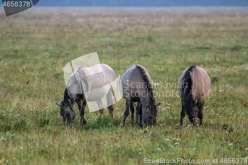 Image of Wild horses grazing in the meadow on foggy summer morning.