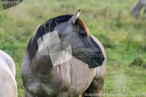 Image of Portrait of horse grazing in the meadow on foggy summer morning.