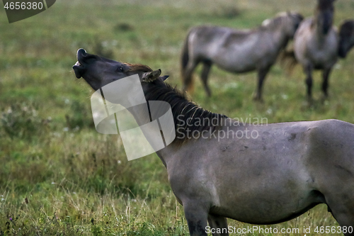 Image of Wild horses grazing in the meadow on foggy summer morning.