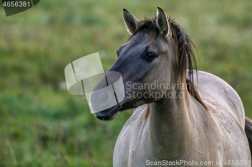 Image of Portrait of horse grazing in the meadow on foggy summer morning.