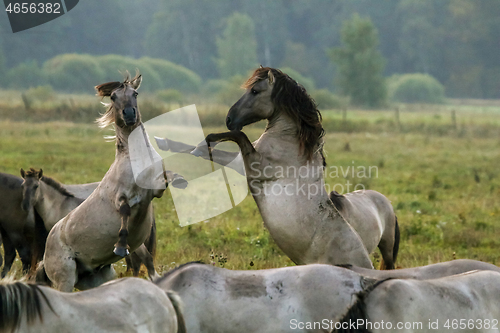 Image of Wild horses grazing in the meadow on foggy summer morning.