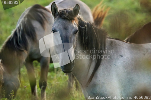 Image of Wild horses grazing in the meadow on foggy summer morning.