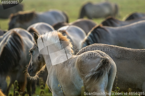 Image of Wild horses grazing in the meadow on foggy summer morning.