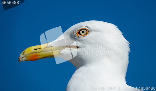 Image of big seagull close up portrait