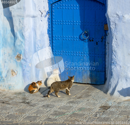 Image of Cats on blue street in Medina Chefchaouen