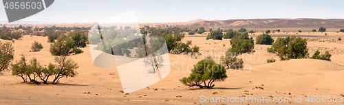 Image of Sand dunes and trees in Sahara desert