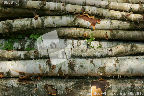 Image of birch wood texture
