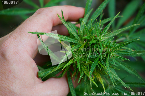 Image of marijuana plant in human hand