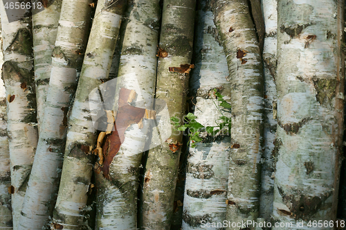 Image of birch wood texture