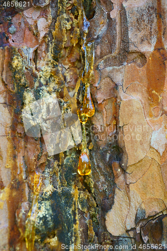 Image of resin on the bark