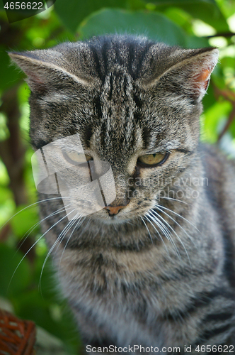 Image of gray cat in the green plant