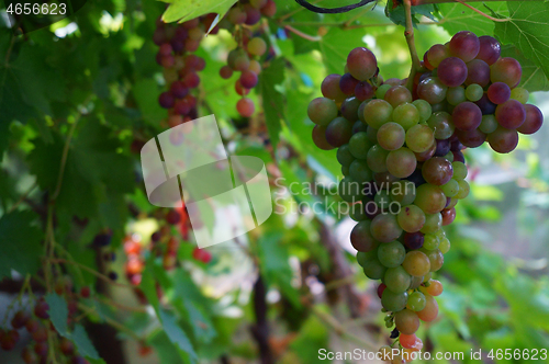 Image of red grapes fruit