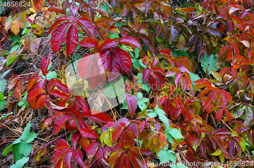 Image of woodbine color leaves