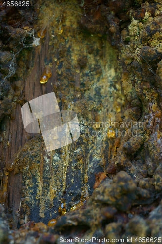 Image of resin on the bark