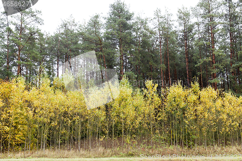 Image of Birches with yellow foliage in the autumn forest