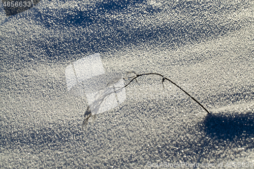 Image of plant in a frost