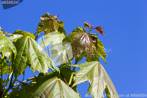 Image of Spring maple tree