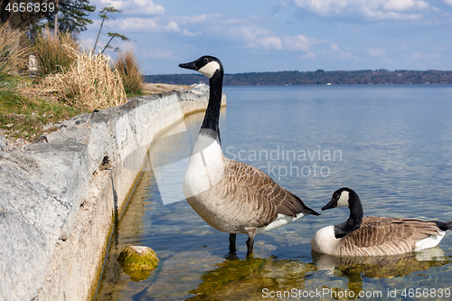 Image of canadian geese at Tutzing Starnberg lake Germany