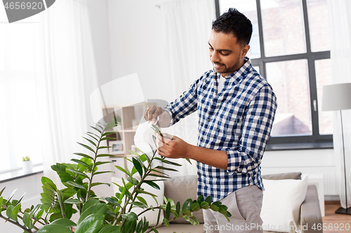 Image of indian man cleaning houseplant\'s leaves at home