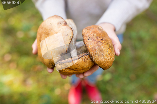 Image of close up of woman holding mushrooms in forest