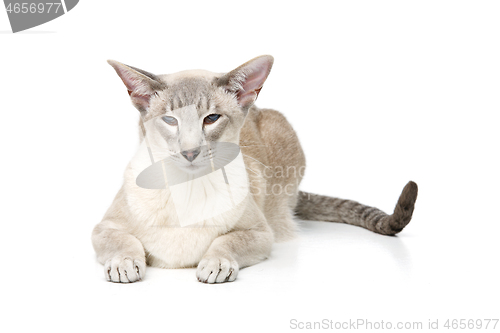 Image of Beautiful oriental siam cat