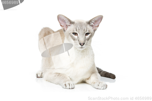 Image of Beautiful oriental siam cat