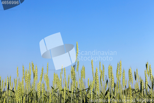 Image of Field with cereal