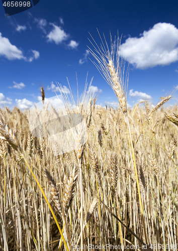 Image of Dull yellow wheat