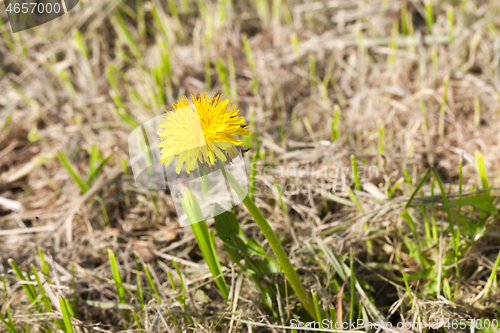 Image of Yellow dandelions