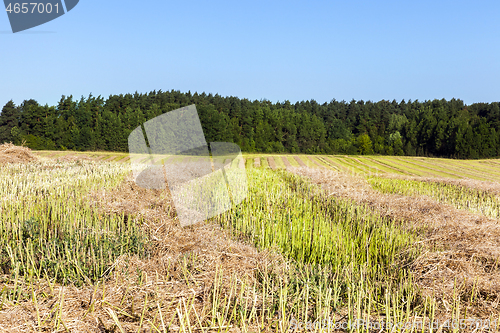 Image of rows of straw