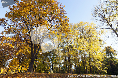 Image of orange maple leaves